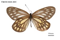 藏品(流星絹粉蝶)的圖片